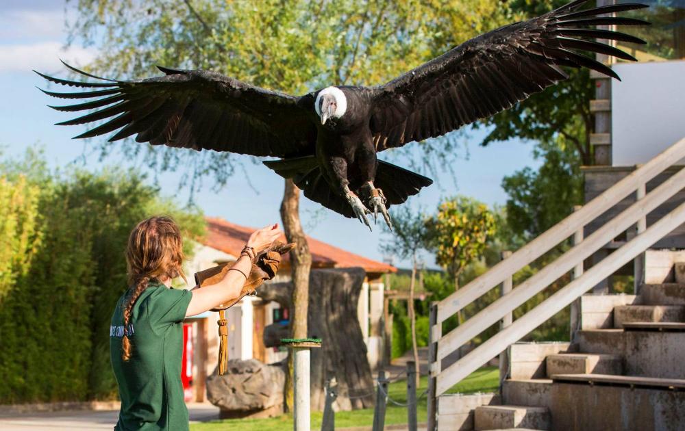 Exhibición con un buitre en Sendaviva